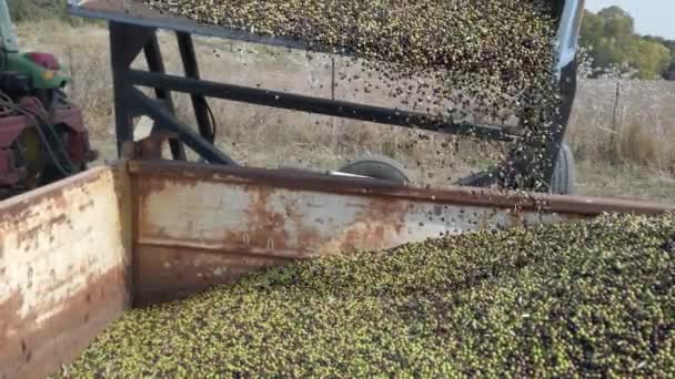 Tractor descargando una enorme cantidad de aceitunas cosechadas en un remolque grande . — Vídeo de stock