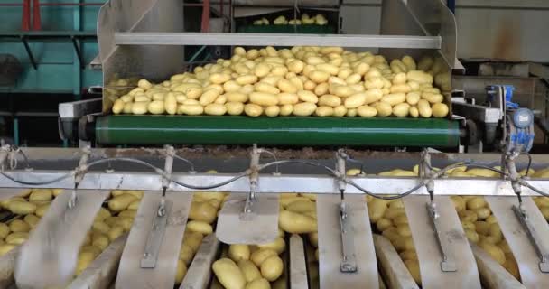Patatas moviéndose a lo largo de una cinta transportadora en la planta de embalaje . — Vídeos de Stock