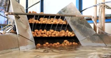 Taze toplanmış patatesler, bir ambalaj fabrikasındaki temizlik, sıralama ve paketleme işleminde taşıyıcı bantlar üzerinde hareket ediyorlar..