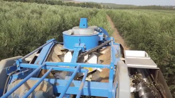 Olive Harvester énorme combiner en passant sur des rangées d'oliviers. — Video