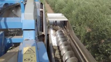 Zeytin hasatçısı Hopper 'ı olgunlaşmış zeytinle birleştirdi..