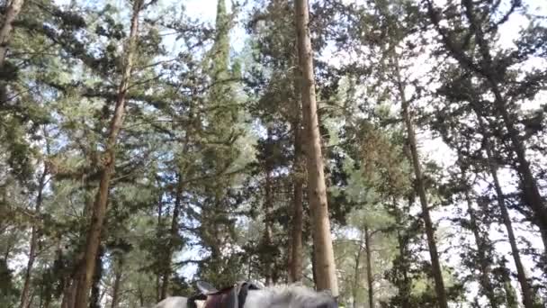 Arabiska hästen äter gräs i skogen. — Stockvideo