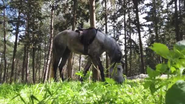 Caballo árabe pastando en el bosque . — Vídeos de Stock