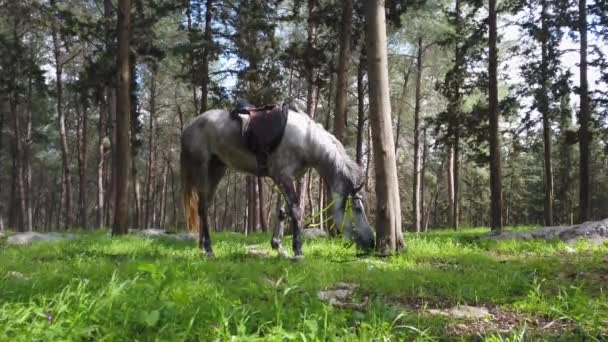 Arabský kůň jí trávu v lese. — Stock video