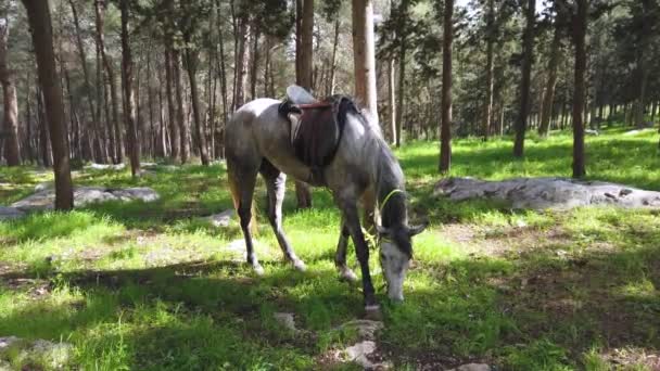 Le cheval arabe mange de l'herbe dans la forêt.