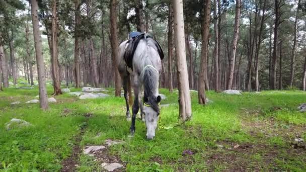 Arabische paarden grazen in het bos. — Stockvideo
