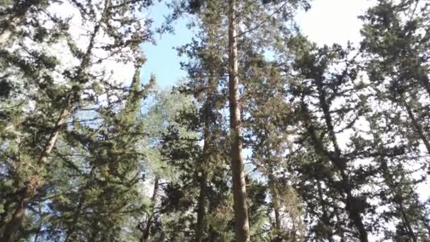 Caballo árabe come hierba en el bosque . — Vídeos de Stock