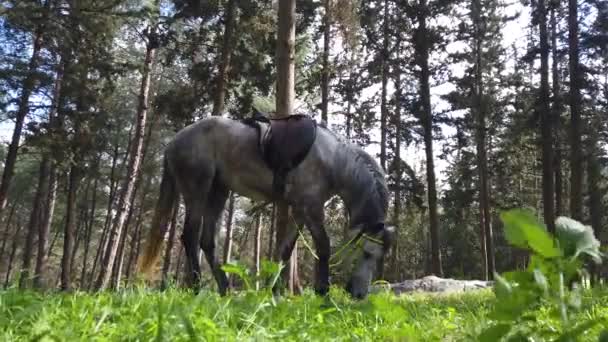 Arabský kůň jí trávu v lese. — Stock video