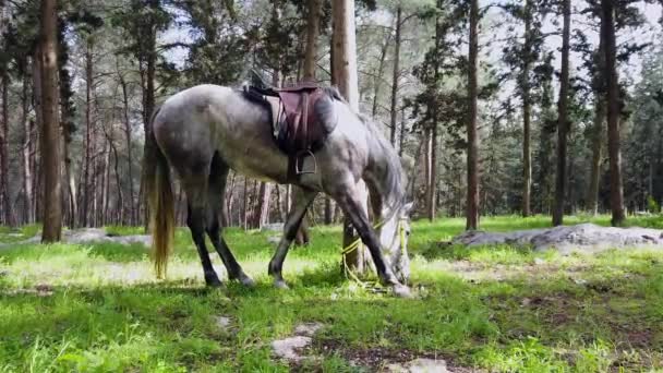 Wypas koni arabskich w lesie. — Wideo stockowe