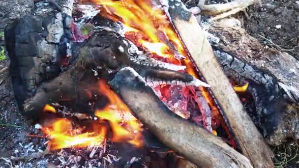 Φωτιά καίει τα δέντρα την ημέρα. καυσόξυλα. — Αρχείο Βίντεο