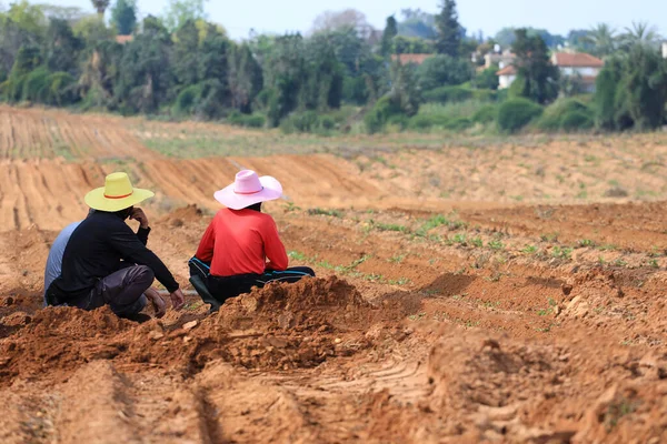 Çiftçinin dinlenmesi patates tarlasında. — Stok fotoğraf