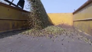 Traktör büyük miktarda zeytinleri büyük bir karavana boşaltıyor..
