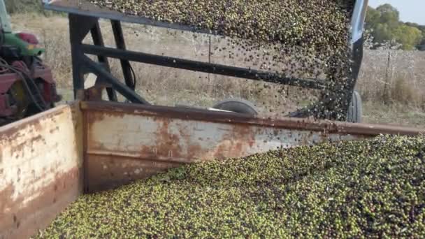 Traktor vykládající masivní množství sklizených oliv do velkého přívěsu. — Stock video