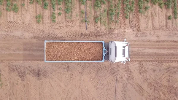 Truck loaded with fresh-picked Potatoes crossing a filed. — Stock Photo, Image