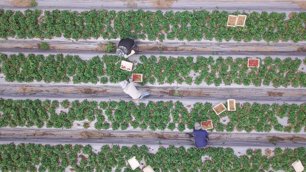 Sklizeň jahod. Zemědělci sbírají čerstvé zralé jahody ručně na krásném zeleném poli. Letecký pohled. — Stock fotografie