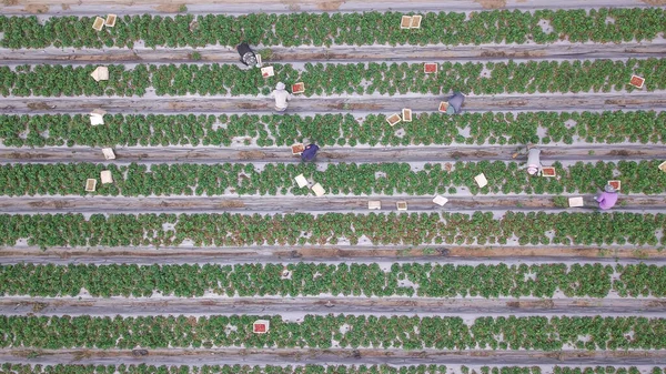 Sklizeň jahod. Zemědělci sbírají čerstvé zralé jahody ručně na krásném zeleném poli. Letecký pohled. — Stock fotografie