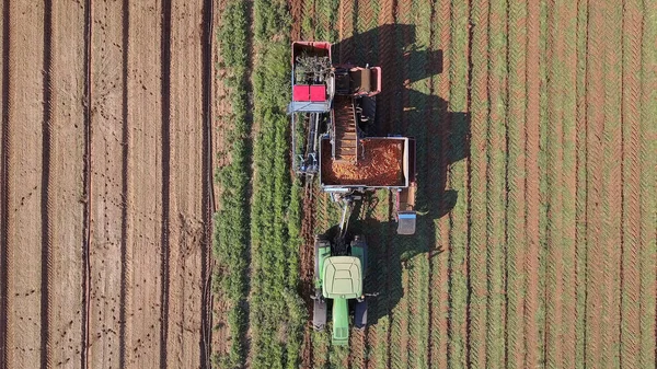 Raccolta delle carote mediante macchine agricole. — Foto Stock