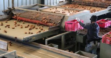 Patatesler taşıyıcı bantla fabrika işçileri tarafından seçiliyor.