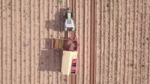 Récolte de pommes de terre avec tracteur dans grand champ. — Video