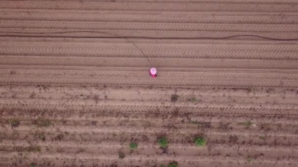 Agriculteur dans un champ pose manuellement un long tuyau d'irrigation. Vue aérienne. — Video