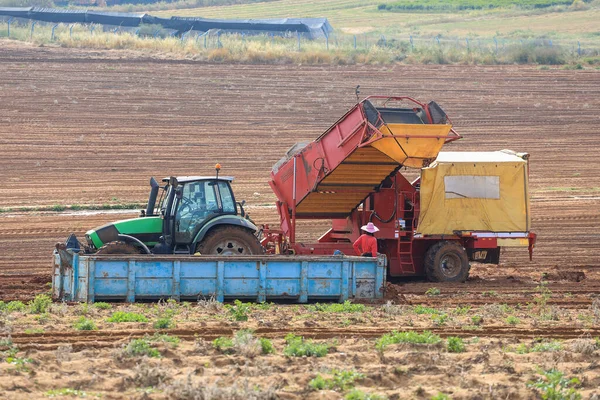 Γεωργικά μηχανήματα.Τρακτέρ με ρυμουλκούμενο, ξεφορτώνουν πατάτες που έχουν πρόσφατα συλλεχθεί σε ένα μεγάλο δοχείο. — Φωτογραφία Αρχείου