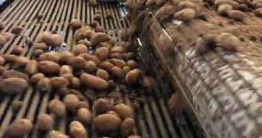 Taze toplanmış patatesler taşıma bantları üzerinde hareket ediyorlar..