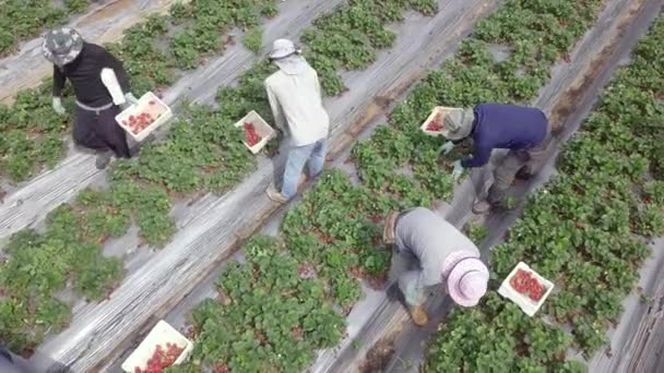 Boeren plukken verse rijpe aardbeien met de hand in een prachtig groen veld. — Stockvideo