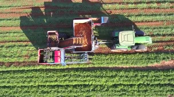 Maszyny rolnicze. Zbieranie marchwi przy użyciu zmechanizowanego sprzętu do zbioru. Duże pole marchewki. — Wideo stockowe