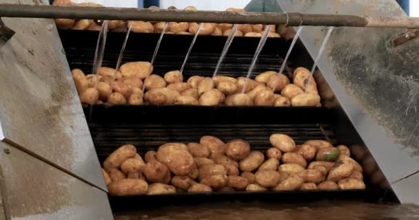Frisch gepflückte Kartoffeln auf Förderbändern beim Reinigungsprozess in der Fabrik. — Stockvideo