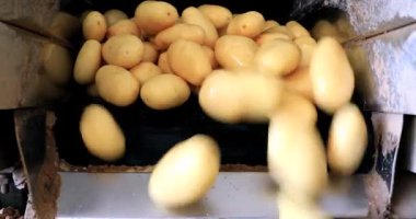 Geniş bir tesiste, taşıyıcı bantlarda taze patates toplanmış.. 