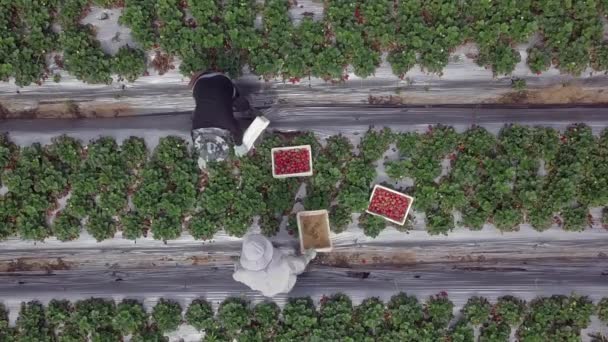 아름다운 푸른 들판에서 손으로 갓 익은 딸기를 따고 있는 농부들. — 비디오