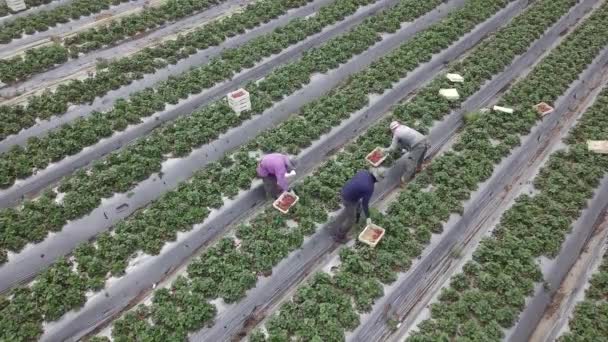 Agricultores recogiendo fresas frescas maduras a mano en un hermoso campo verde . — Vídeos de Stock