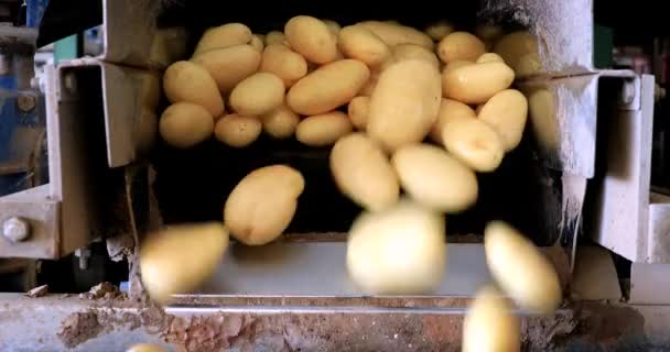 Pommes de terre fraîches cueillies sur des bandes transporteuses dans une vaste installation. — Video