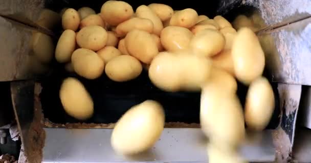 Pommes de terre fraîches cueillies sur des bandes transporteuses dans une vaste installation. — Video