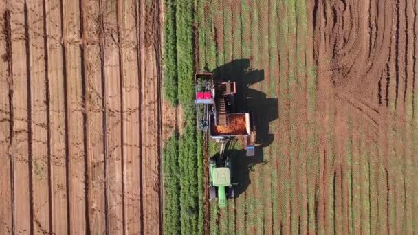 Macchine agricole. Raccolta delle carote utilizzando attrezzature meccanizzate per la raccolta. Grande campo di carote. — Video Stock