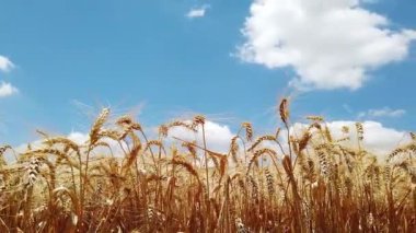 Mavi gökyüzüne karşı olgunlaşan buğday tarlası. Buğday tarlası. Tarlada altın buğday kulakları.