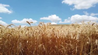 Mavi gökyüzüne karşı olgunlaşan buğday tarlası. Buğday tarlası. Tarlada altın buğday kulakları.