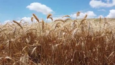 Mavi gökyüzüne karşı olgunlaşan buğday tarlası. Buğday tarlası. Tarlada altın buğday kulakları.