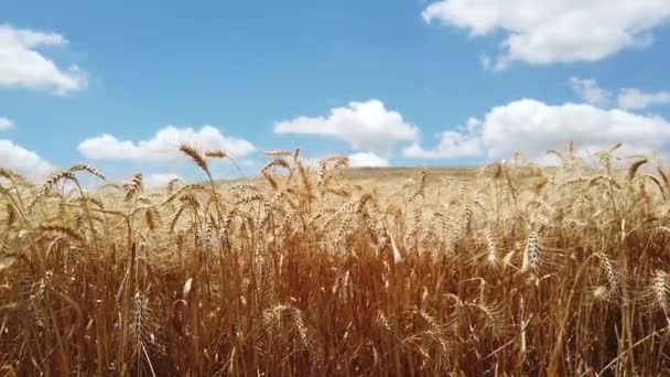 Campo de amadurecimento Trigo contra céu azul. Campo de trigo. Orelhas douradas de trigo no campo . — Vídeo de Stock