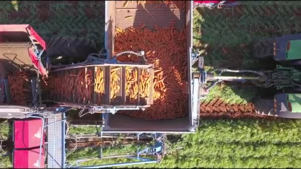 농업 기계. 당근은 기계화 된 수집 장비를 사용하여 수확한다. 큰 당근 밭. — 비디오