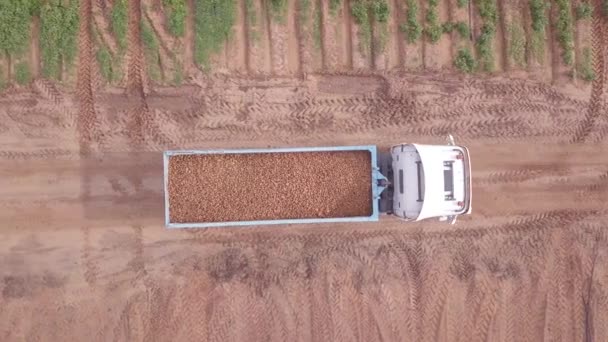 Вантажівка, завантажена свіжовибраною картоплею, що перетинає подану . — стокове відео