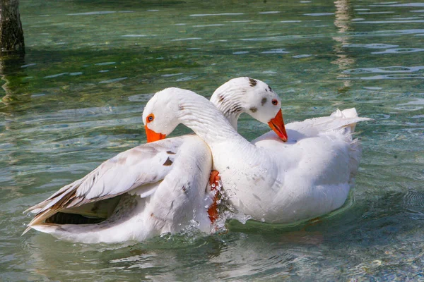 白いアヒルの池で泳いでいます。白いアヒルをきれいにして遊ぶ、お互い. — ストック写真