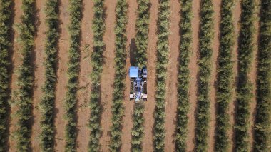Zeytin hasadı: büyük bir zeytin fidanında zeytin hasat eden büyük mavi kombine. Zeytin toplama havadan görünümü. 