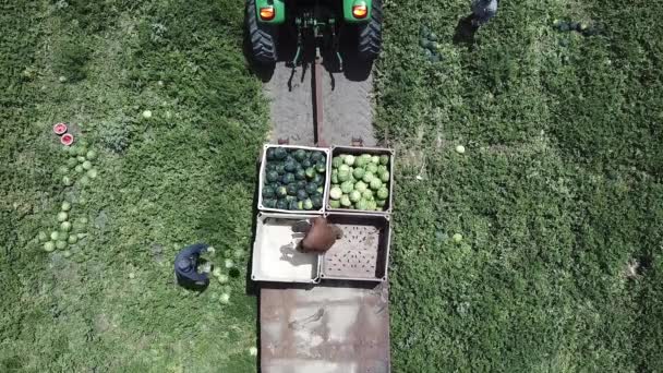 Watermeloen Oogst. Landbouwarbeiders plukken Watermeloenen in een veld. — Stockvideo