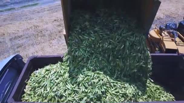 North district, Israël - 01 juillet 2020 : Harvester Combiner le déchargement de maïs doux fraîchement récolté dans une remorque de camion. — Video