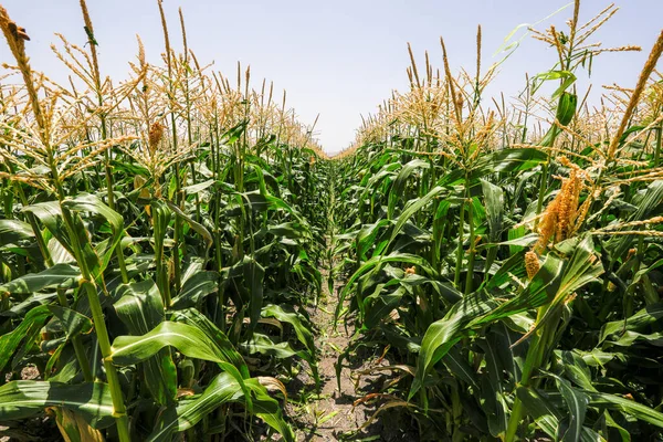 Καλλιέργεια καλαμποκιού. Πεδίο Cob Corn. — Φωτογραφία Αρχείου