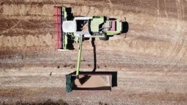 Hasattan çıkan buğday taneleri kamyon römorkunda birleşiyor..