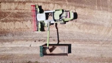 Hasattan çıkan buğday taneleri kamyon römorkunda birleşiyor..