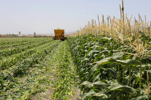 Haifa, Israel - 01 July, 2020: Corn picker harvesting a Sweet Cornfield. Harvest of Agriculture field. — Stock Photo, Image