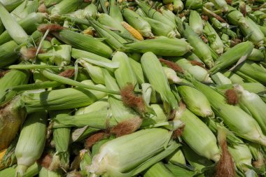 Tatlı mısır. Büyük miktarda taze mısır..